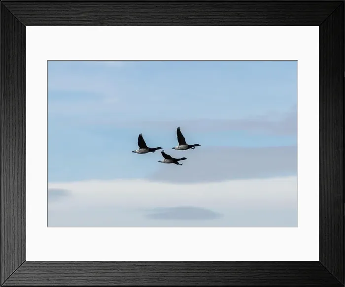 Framed Print : Brent Geese in flight over Bull Island Framed Print : Brent Geese in flight over Bull Island