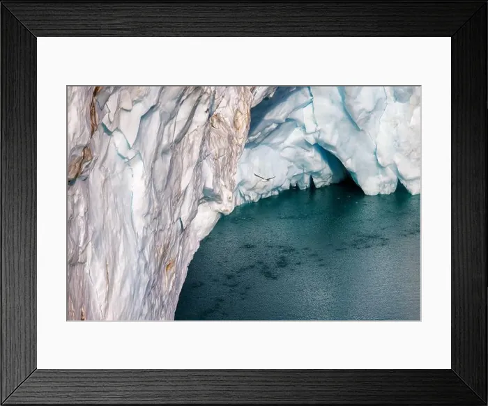 Framed Print : Glaucous gull, Larus hyperboreus Framed Print : Glaucous gull, Larus hyperboreus
