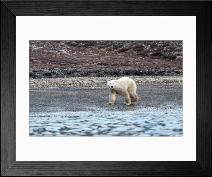 Framed Print : Polar bear (Ursus Maritimus) on Axel Heiberg island, Nunavut, Canadian Arctic, Canada, North America Framed Print : Polar bear (Ursus Maritimus) on Axel Heiberg island, Nunavut, Canadian Arctic, Canada, North America