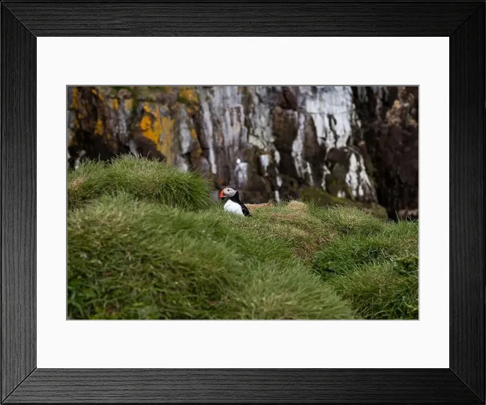 Framed Print : Atlantic puffins resting on a grassy cliff overlooking the ocean in Iceland Framed Print : Atlantic puffins resting on a grassy cliff overlooking the ocean in Iceland