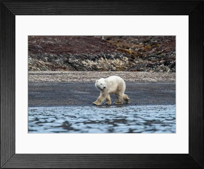 Framed Print : Polar bear (Ursus Maritimus) on Axel Heiberg island, Nunavut, Canadian Arctic, Canada, North America Framed Print : Polar bear (Ursus Maritimus) on Axel Heiberg island, Nunavut, Canadian Arctic, Canada, North America