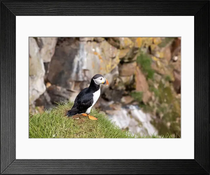 Framed Print : Close-up of an Atlantic Puffin in its natural habitat on a grassy cliff in Iceland Framed Print : Close-up of an Atlantic Puffin in its natural habitat on a grassy cliff in Iceland