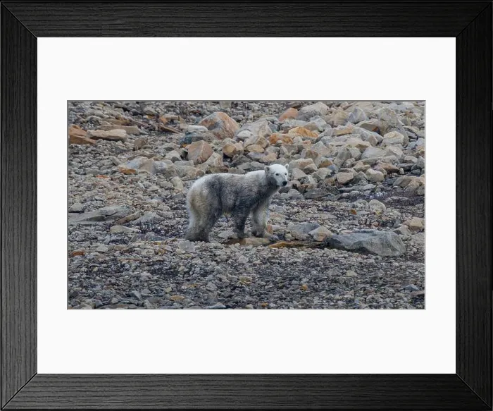 Framed Print : Polar bear (Ursus Maritimus) on Axel Heiberg island, Nunavut, Canadian Arctic, Canada, North America Framed Print : Polar bear (Ursus Maritimus) on Axel Heiberg island, Nunavut, Canadian Arctic, Canada, North America