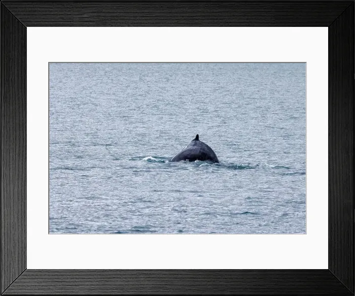 Framed Print : The dorsal fin of a humpback whale Framed Print : The dorsal fin of a humpback whale