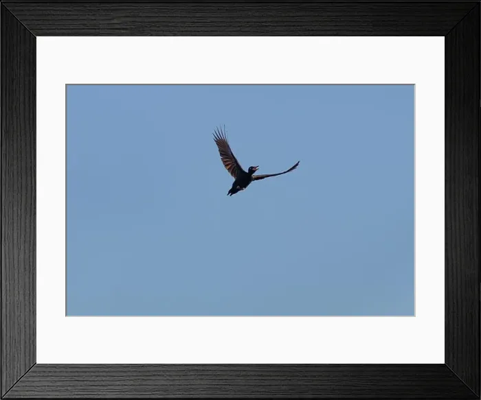 Framed Print : Black woodpecker Dryocopus martius in flight Framed Print : Black woodpecker Dryocopus martius in flight
