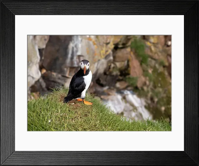 Framed Print : Close-up of an Atlantic Puffin in its natural habitat on a grassy cliff in Iceland Framed Print : Close-up of an Atlantic Puffin in its natural habitat on a grassy cliff in Iceland