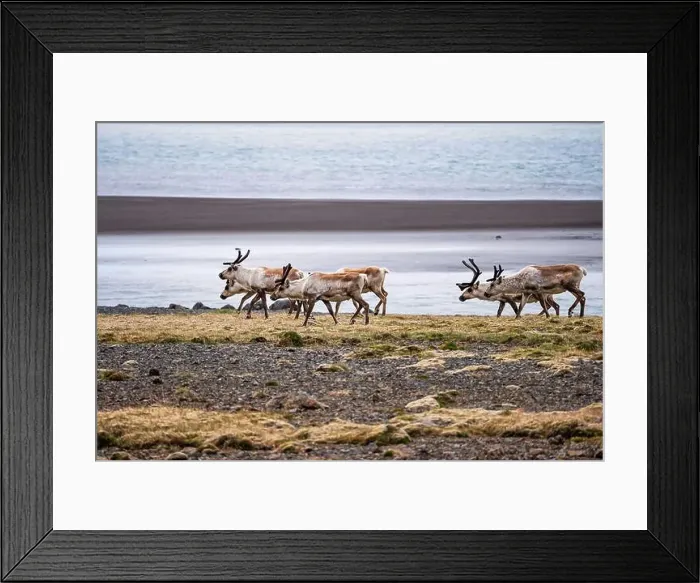Framed Print : Group of wild reindeer grazing along the Icelandic coastline Framed Print : Group of wild reindeer grazing along the Icelandic coastline
