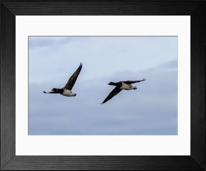 Framed Print : Brent Geese in flight over Bull Island Framed Print : Brent Geese in flight over Bull Island