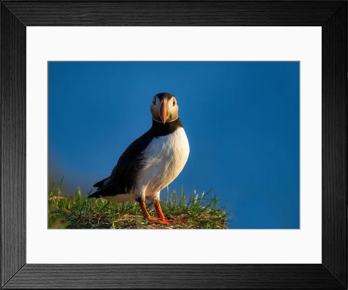 Framed Print : An Atlantic Puffin (Fratercula arctica), in Borgarfjaroarhofn, Iceland, Polar Regions