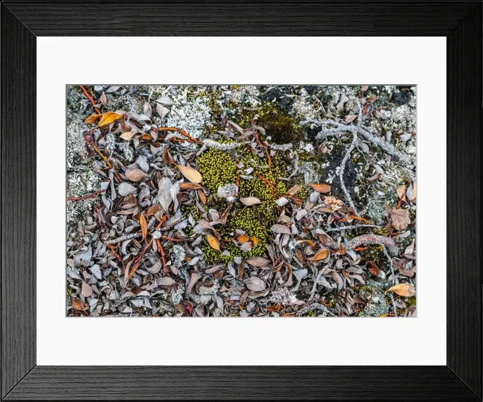 Framed Print : Arctic plants, Axel Heiberg island, Nunavut, Canadian Arctic, Canada, North America Framed Print : Arctic plants, Axel Heiberg island, Nunavut, Canadian Arctic, Canada, North America