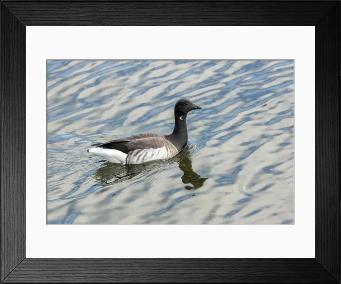 Framed Print : Brent Geese in flight over Bull Island Framed Print : Brent Geese in flight over Bull Island