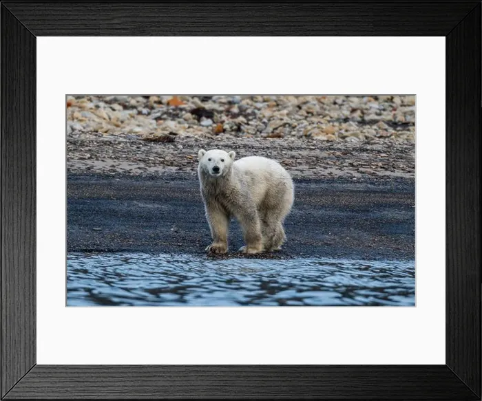 Framed Print : Polar bear (Ursus Maritimus) on Axel Heiberg island, Nunavut, Canadian Arctic, Canada, North America Framed Print : Polar bear (Ursus Maritimus) on Axel Heiberg island, Nunavut, Canadian Arctic, Canada, North America