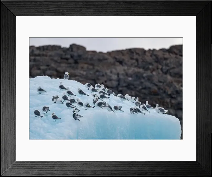 Framed Print : Arctic birds on an Iceberg on Belcher island, Devon island, Nunavut, Canadian Arctic, Canada, North America Framed Print : Arctic birds on an Iceberg on Belcher island, Devon island, Nunavut, Canadian Arctic, Canada, North America