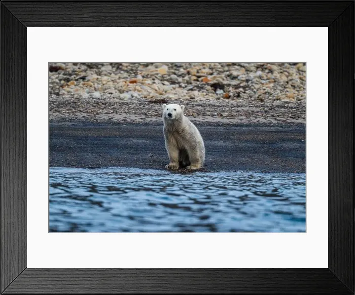 Framed Print : Polar bear (Ursus Maritimus) on Axel Heiberg island, Nunavut, Canadian Arctic, Canada, North America