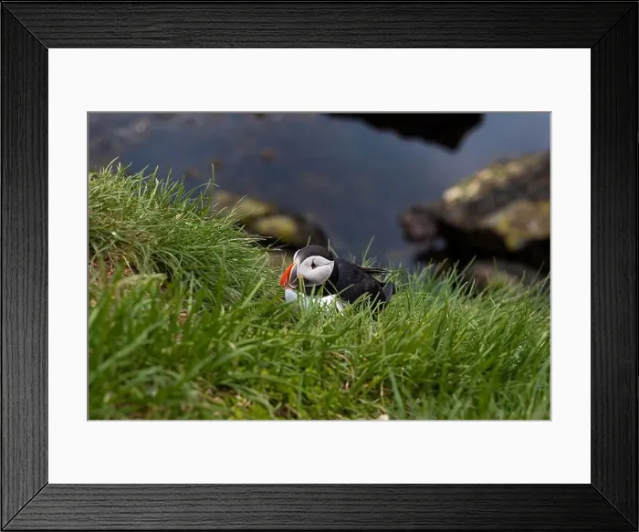 Framed Print : Atlantic puffins resting on a grassy cliff overlooking the ocean in Iceland Framed Print : Atlantic puffins resting on a grassy cliff overlooking the ocean in Iceland
