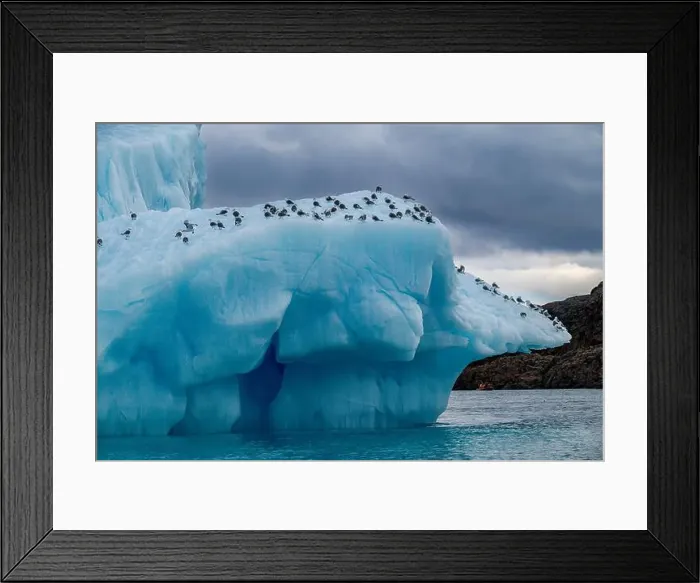 Framed Print : Arctic birds on an Iceberg on Belcher island, Devon island, Nunavut, Canadian Arctic, Canada, North America Framed Print : Arctic birds on an Iceberg on Belcher island, Devon island, Nunavut, Canadian Arctic, Canada, North America
