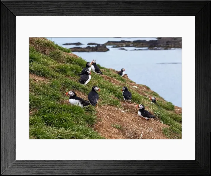 Framed Print : Atlantic puffins resting on a grassy cliff overlooking the ocean in Iceland Framed Print : Atlantic puffins resting on a grassy cliff overlooking the ocean in Iceland