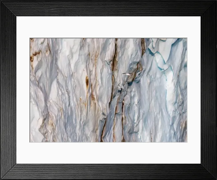 Framed Print : Glaucous gull, Larus hyperboreus Framed Print : Glaucous gull, Larus hyperboreus