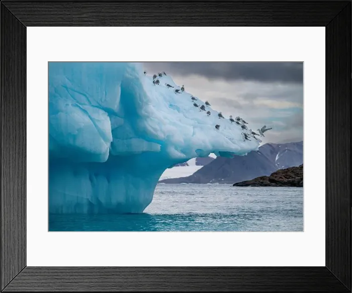 Framed Print : Arctic birds on an Iceberg on Belcher island, Devon island, Nunavut, Canadian Arctic, Canada, North America Framed Print : Arctic birds on an Iceberg on Belcher island, Devon island, Nunavut, Canadian Arctic, Canada, North America