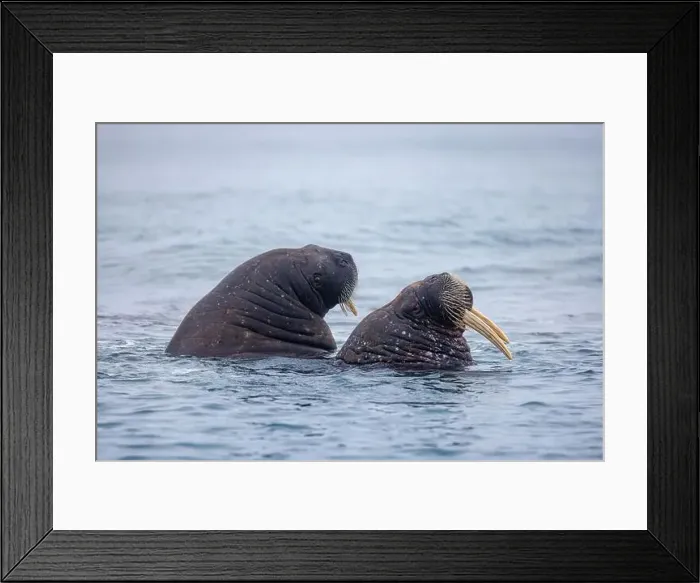 Framed Print : Adult walruses, Odobenus rosmarus Framed Print : Adult walruses, Odobenus rosmarus