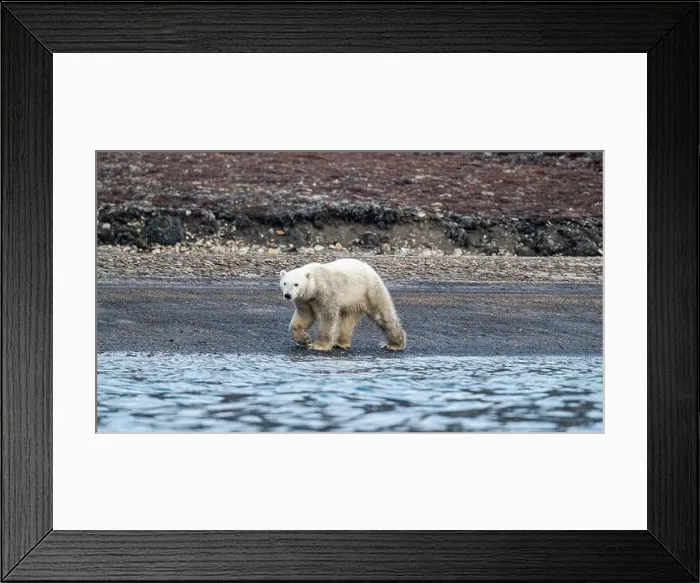 Framed Print : Polar bear (Ursus Maritimus) on Axel Heiberg island, Nunavut, Canadian Arctic, Canada, North America Framed Print : Polar bear (Ursus Maritimus) on Axel Heiberg island, Nunavut, Canadian Arctic, Canada, North America