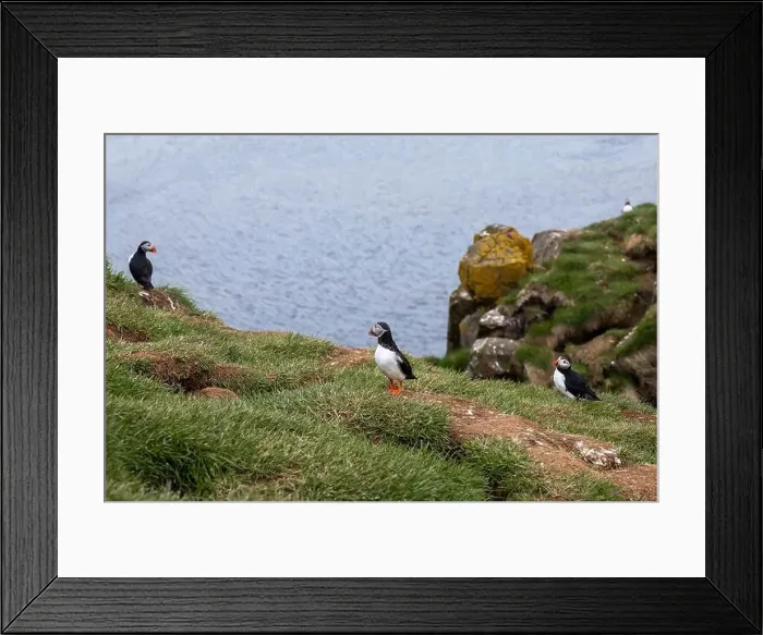 Framed Print : Atlantic puffins resting on a grassy cliff overlooking the ocean in Iceland Framed Print : Atlantic puffins resting on a grassy cliff overlooking the ocean in Iceland