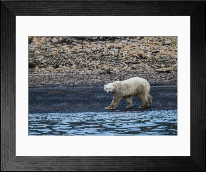 Framed Print : Polar bear (Ursus Maritimus) on Axel Heiberg island, Nunavut, Canadian Arctic, Canada, North America Framed Print : Polar bear (Ursus Maritimus) on Axel Heiberg island, Nunavut, Canadian Arctic, Canada, North America