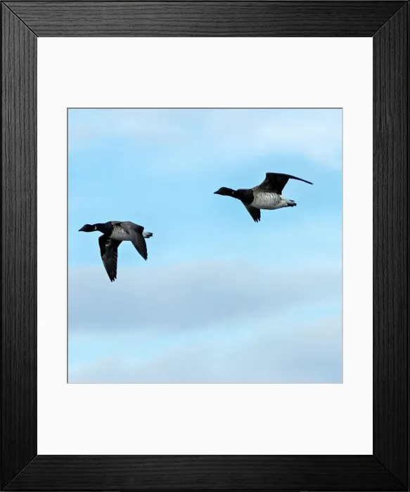 Framed Print : Brent Geese in flight over Bull Island Framed Print : Brent Geese in flight over Bull Island