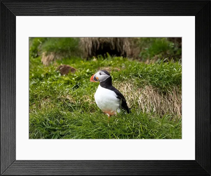 Framed Print : Close-up of an Atlantic Puffin in its natural habitat on a grassy cliff in Iceland Framed Print : Close-up of an Atlantic Puffin in its natural habitat on a grassy cliff in Iceland