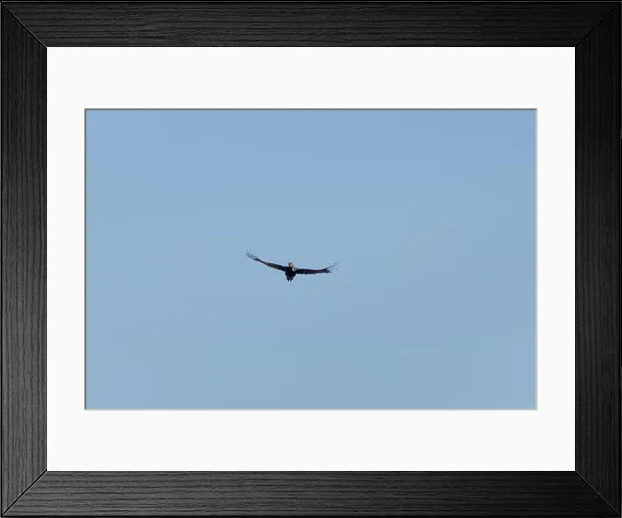 Framed Print : Black woodpecker Dryocopus martius in flight Framed Print : Black woodpecker Dryocopus martius in flight