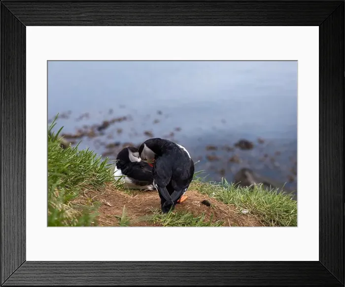 Framed Print : Close-up of an Atlantic Puffin in its natural habitat on a grassy cliff in Iceland Framed Print : Close-up of an Atlantic Puffin in its natural habitat on a grassy cliff in Iceland