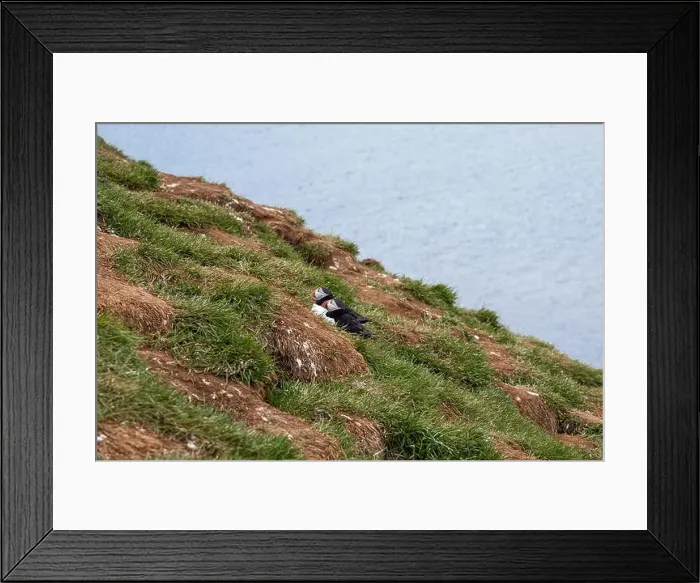 Framed Print : Atlantic puffins resting on a grassy cliff overlooking the ocean in Iceland Framed Print : Atlantic puffins resting on a grassy cliff overlooking the ocean in Iceland