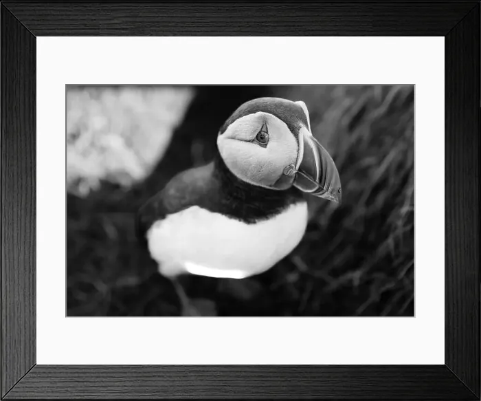 Framed Print : Black and white image of an Atlantic Puffin (Fratercula arctica), in Borgarfjaroarhofn, Iceland, Polar Regions Framed Print : Black and white image of an Atlantic Puffin (Fratercula arctica), in Borgarfjaroarhofn, Iceland, Polar Regions
