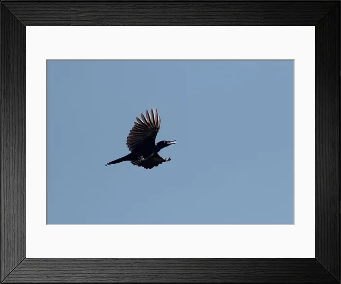 Framed Print : Black woodpecker Dryocopus martius in flight with blue sky Framed Print : Black woodpecker Dryocopus martius in flight with blue sky