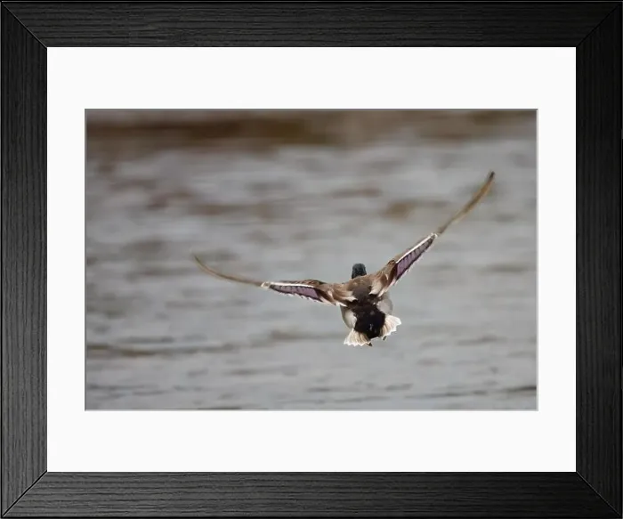 Framed Print : Wild duck flying over water in a river, scientific name Anas platyrhynchos Framed Print : Wild duck flying over water in a river, scientific name Anas platyrhynchos
