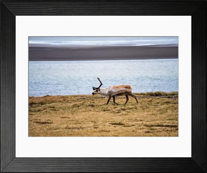 Framed Print : Wild reindeer walking along the Icelandic coast Framed Print : Wild reindeer walking along the Icelandic coast