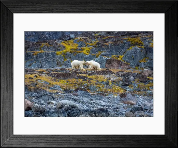 Framed Print : observe Polar Bears in the Magdalensfjorden on Svalbard Framed Print : observe Polar Bears in the Magdalensfjorden on Svalbard