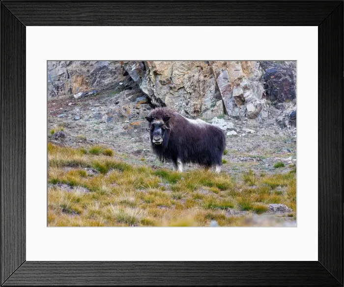 Framed Print : Musk ox, Ovibos moschatus, in the mountainside tundra of Geologfjord Framed Print : Musk ox, Ovibos moschatus, in the mountainside tundra of Geologfjord