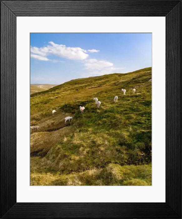 Framed Print : Reindeer Grazing on a Norwegian Hillside, North Cape, Nordkapp, Norway Framed Print : Reindeer Grazing on a Norwegian Hillside, North Cape, Nordkapp, Norway