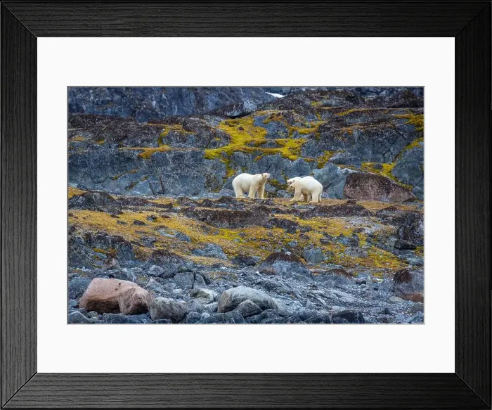 Framed Print : observe Polar Bears in the Magdalensfjorden on Svalbard Framed Print : observe Polar Bears in the Magdalensfjorden on Svalbard