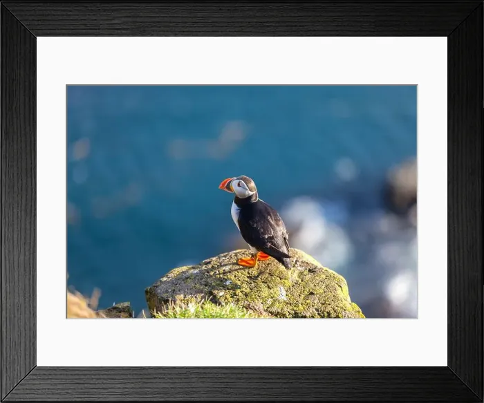 Framed Print : Atlantic puffin in Western Iceland