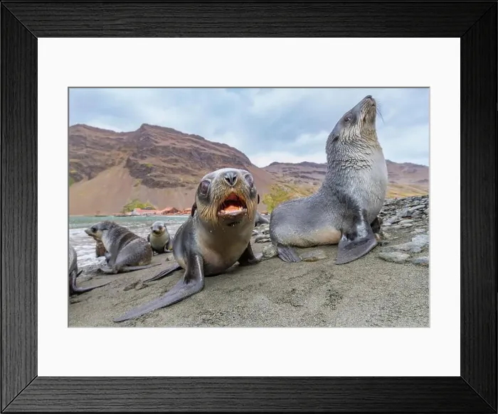 Framed Print : Antarctic fur seal pups (Arctocephalus gazella) near the abandoned whaling station at Stromness Bay on South Georgia Framed Print : Antarctic fur seal pups (Arctocephalus gazella) near the abandoned whaling station at Stromness Bay on South Georgia