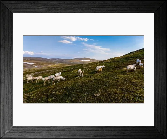 Framed Print : Reindeer Grazing in the Norwegian Highlands, North Cape or Nordkapp, Norway Framed Print : Reindeer Grazing in the Norwegian Highlands, North Cape or Nordkapp, Norway