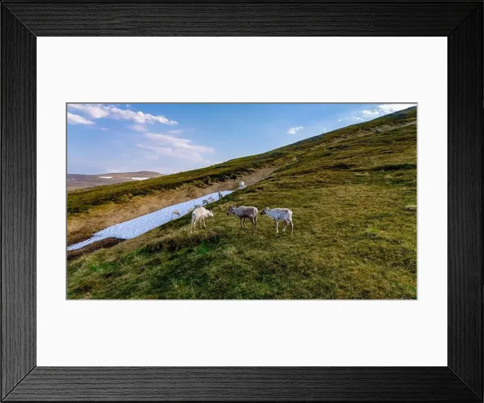 Framed Print : Reindeer Grazing on a Norwegian Mountainside Framed Print : Reindeer Grazing on a Norwegian Mountainside