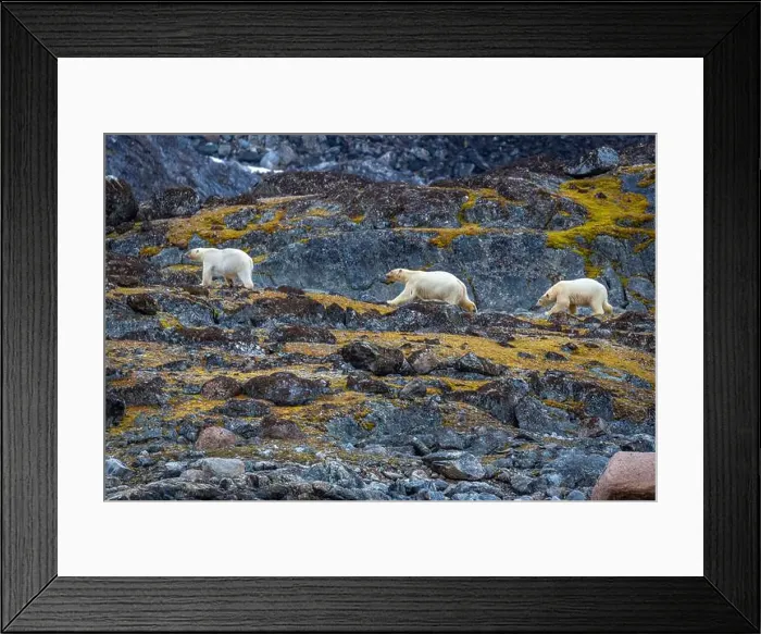 Framed Print : observe Polar Bears in the Magdalensfjorden on Svalbard