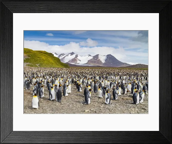 Framed Print : King penguins (Aptenodytes patagonicus) at breeding and nesting colony at Salisbury Plain in the Bay of Isles Framed Print : King penguins (Aptenodytes patagonicus) at breeding and nesting colony at Salisbury Plain in the Bay of Isles