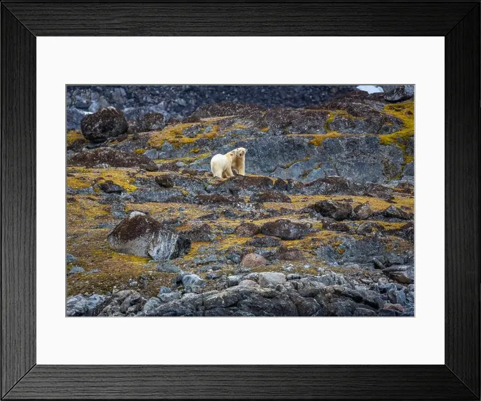 Framed Print : observe Polar Bears in the Magdalensfjorden on Svalbard Framed Print : observe Polar Bears in the Magdalensfjorden on Svalbard