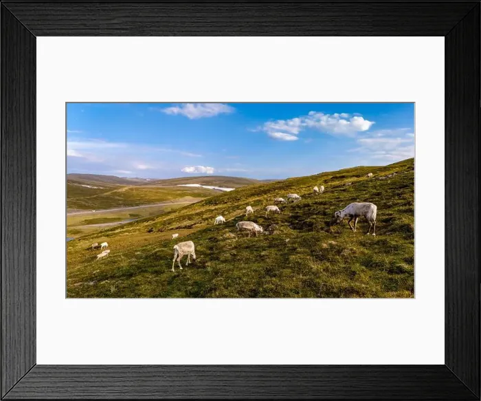 Framed Print : Reindeer Grazing on a Norwegian Hillside, North Cape, Nordkapp, Norway Framed Print : Reindeer Grazing on a Norwegian Hillside, North Cape, Nordkapp, Norway