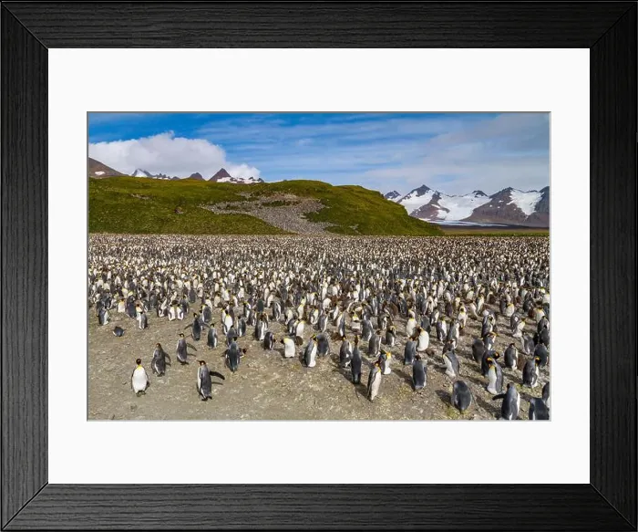 Framed Print : King penguins (Aptenodytes patagonicus) at breeding and nesting colony at Salisbury Plain in the Bay of Isles Framed Print : King penguins (Aptenodytes patagonicus) at breeding and nesting colony at Salisbury Plain in the Bay of Isles