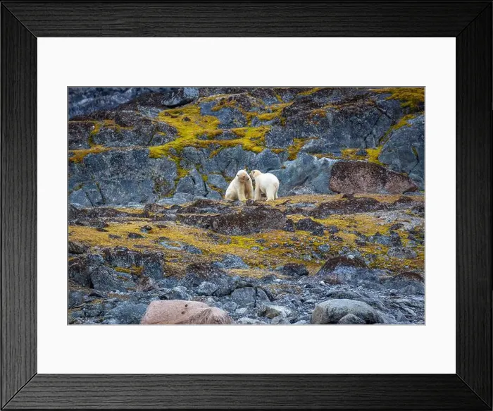 Framed Print : observe Polar Bears in the Magdalensfjorden on Svalbard Framed Print : observe Polar Bears in the Magdalensfjorden on Svalbard